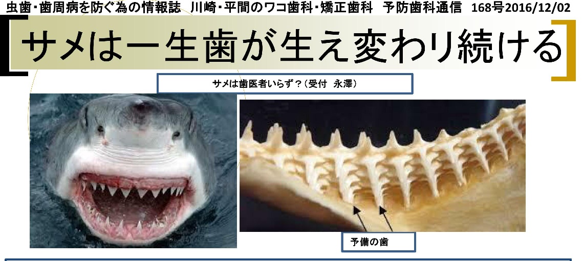 販売日本サメの歯 ホホジロザメ [GR223] 化石 コレクション